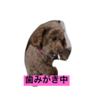 poodollmelody（個別スタンプ：3）