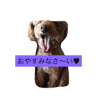 poodollmelody（個別スタンプ：4）