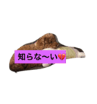 poodollmelody（個別スタンプ：5）