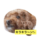 poodollmelody（個別スタンプ：8）