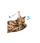 ベンガルの大和さん①（個別スタンプ：1）