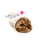 ベンガルの大和さん①（個別スタンプ：4）