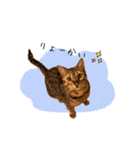 ベンガルの大和さん①（個別スタンプ：5）
