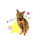 ベンガルの大和さん①（個別スタンプ：6）