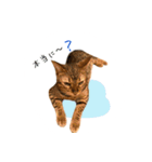 ベンガルの大和さん①（個別スタンプ：9）