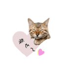 ベンガルの大和さん①（個別スタンプ：10）