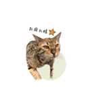 ベンガルの大和さん①（個別スタンプ：12）