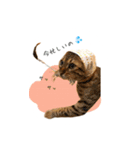 ベンガルの大和さん①（個別スタンプ：13）