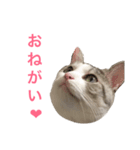 おちゃめにゃんこ   アン（個別スタンプ：2）