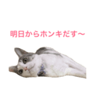 おちゃめにゃんこ   アン（個別スタンプ：3）