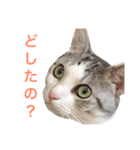 おちゃめにゃんこ   アン（個別スタンプ：5）