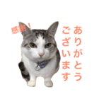 おちゃめにゃんこ   アン（個別スタンプ：6）