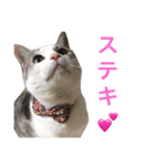 おちゃめにゃんこ   アン（個別スタンプ：8）