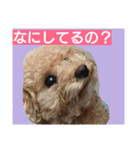 ティーカッププードルのロク♥（個別スタンプ：1）