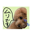 ティーカッププードルのロク♥（個別スタンプ：2）