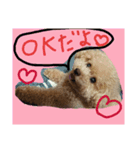 ティーカッププードルのロク♥（個別スタンプ：3）