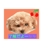 ティーカッププードルのロク♥（個別スタンプ：4）