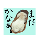 ティーカッププードルのロク♥（個別スタンプ：5）