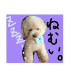 ティーカッププードルのロク♥（個別スタンプ：6）