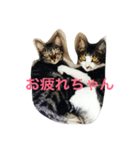 武蔵＆柚子＆蜜柑（個別スタンプ：1）