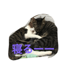 武蔵＆柚子＆蜜柑（個別スタンプ：2）