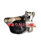武蔵＆柚子＆蜜柑（個別スタンプ：3）