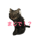 武蔵＆柚子＆蜜柑（個別スタンプ：5）