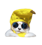ねこの小判さんのすたんぷ（個別スタンプ：3）