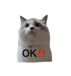 ねこの小判さんのすたんぷ（個別スタンプ：5）