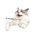 ねこの小判さんのすたんぷ（個別スタンプ：6）