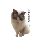 ねこの小判さんのすたんぷ（個別スタンプ：11）