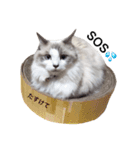 ねこの小判さんのすたんぷ（個別スタンプ：12）