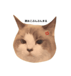 ねこの小判さんのすたんぷ（個別スタンプ：13）