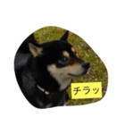 shibaken marochan（個別スタンプ：3）