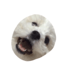 ボロニーズ犬のベルニーニ（個別スタンプ：1）