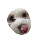 ボロニーズ犬のベルニーニ（個別スタンプ：2）