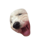 ボロニーズ犬のベルニーニ（個別スタンプ：3）