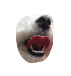 ボロニーズ犬のベルニーニ（個別スタンプ：4）