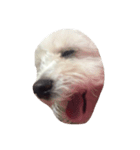 ボロニーズ犬のベルニーニ（個別スタンプ：5）
