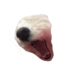 ボロニーズ犬のベルニーニ（個別スタンプ：6）