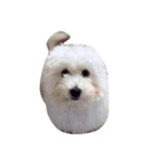 ボロニーズ犬のベルニーニ（個別スタンプ：7）