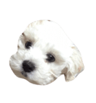 ボロニーズ犬のベルニーニ（個別スタンプ：8）