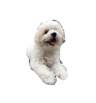 ボロニーズ犬のベルニーニ（個別スタンプ：9）