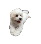 ボロニーズ犬のベルニーニ（個別スタンプ：10）