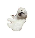 ボロニーズ犬のベルニーニ（個別スタンプ：11）