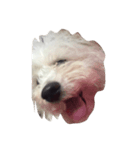 ボロニーズ犬のベルニーニ（個別スタンプ：12）