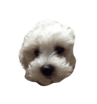 ボロニーズ犬のベルニーニ（個別スタンプ：13）