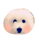 ボロニーズ犬のベルニーニ（個別スタンプ：14）