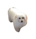 ボロニーズ犬のベルニーニ（個別スタンプ：15）