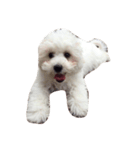 ボロニーズ犬のベルニーニ（個別スタンプ：16）